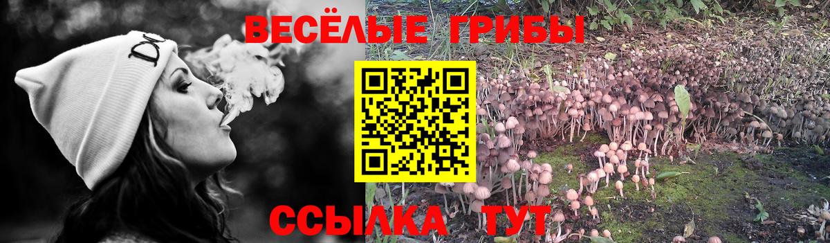 Кириши  Псилоцибиновые грибы MAGIC MUSHROOMS  Вход с VPN  Галлюциногенные грибы Cubensis 